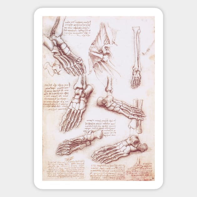 Human Anatomy Skeleton Foot Bones by Leonardo da Vinci Sticker by MasterpieceCafe